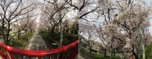 桜坂