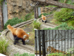 野毛山動物園